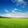 Square landscape with green pea field Royalty Free Stock Photo