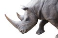 Square-lipped rhinoceros isolated on white background Royalty Free Stock Photo