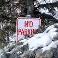 Square No Parking sign amid green leaves of coniferous trees with snow in winter