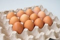 Square pallet for recycling chicken eggs with red chicken eggs. Side view Royalty Free Stock Photo