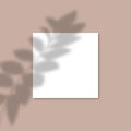 Square Paper Mockup with realistic shadows overlays leaf. Vector Shadow Of A Tropical Plant.