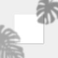 Square Paper Mockup with realistic shadows overlays monstera leaf. Vector Shadow Of A Tropical Plant