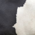 Square part of hide of black and white cow Royalty Free Stock Photo