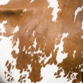 Hide on side of red and white cow Royalty Free Stock Photo