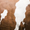Square part of red and white cowhide on side of cow Royalty Free Stock Photo