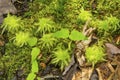 Square peat moss, Sphagnum squarrosum, Sunapee, New Hampshire. Royalty Free Stock Photo