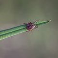 Square photo with a dangerous insect parasite tick crawling on the grass in the spring forest and lurking waiting for a victim to Royalty Free Stock Photo