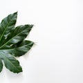 A square photo of a fragment of a green leaf on a white background