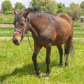 Square photo of a grazing brown horse in a meadow Royalty Free Stock Photo