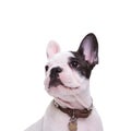 Square picture of a cute french bulldog puppy dog posing Royalty Free Stock Photo