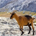 Square picture Wild Female Goat Capra Aegagrus at the high lan