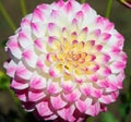 Square with pink white dahlia Royalty Free Stock Photo