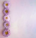 Square pink wooden banner with aster flowers lying in a row. Place for text Royalty Free Stock Photo