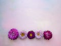 Square pink wooden banner with aster flowers lying in a row. Place for text Royalty Free Stock Photo