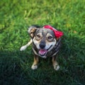 Portrait cute brown dog with red bow on head sitting on the green grass in the summer garden and smiling contentedly