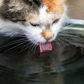 portrait with a cute fluffy cat drinking water from a bucket on the street in the garden lapping pink tongue