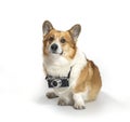 Square portrait of a cute photographer dog corgi sitting on a white background in a studio with a retro camera around his neck