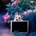 Square portrait of a red Corgi dog puppy in the garden among a bed of pink hydrangea flowers peeking out from behind a black chalk