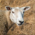 Square portrait of a sheep looking at the photographer