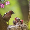 portrait of a songbird male Finch feeding its hungry Chicks in a nest in a spring blooming may garden