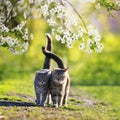 Square portrait with two two lovers walk side by side in a Sunny may garden surrounded by branches of cherry blossoms