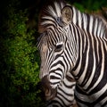 Square portrait of zebra in national park