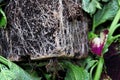 The square pot shape of roots in a rootbound plant