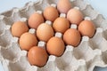 Square Recycling Tray for Chicken Eggs with Red Chicken Eggs Royalty Free Stock Photo