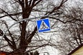 Road sign pedestrian crossing on the background of tree branches Royalty Free Stock Photo