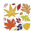 Square Shape with Bright Autumn Foliage of Different Leaf Color Vector Arrangement Royalty Free Stock Photo