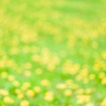 Square size.Summer concept. Yellow defocus background. sunny day. Blurred background of dandelion field. Meadow of bright yellow Royalty Free Stock Photo