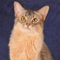 Square somali cat portrait Royalty Free Stock Photo