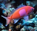 Square Spot Anthias - Papua New Guinea Royalty Free Stock Photo
