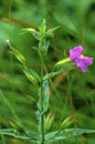 Square-stem Monkey Flower  32553 Royalty Free Stock Photo