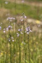 Square-stemmed Monkey Flower - Mimulus ringens