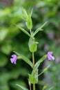 Allegheny monkeyflowerÂ Mimulus ringens, small purple flowers