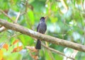 Square-tailed Black Bulbul Royalty Free Stock Photo