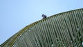 A square-tailed bulbul bird perched on a coconut leaf under the clear sky Royalty Free Stock Photo