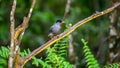 Square-tailed bulbul bird perched on a tree branch in the Sinharaja rain forest Royalty Free Stock Photo