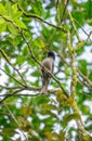 Square-tailed bulbul bird perched on a tree branch in the Sinharaja rain forest low angle shot Royalty Free Stock Photo