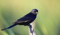 Square-tailed Drongo Royalty Free Stock Photo