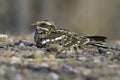 Square-tailed Nightjar, Caprimulgus fossii Royalty Free Stock Photo