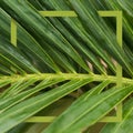 Square tropical frame. Nature green concept banner. Palm tree close up leaf. Summer holiday poster.