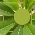 Square tropical frame. Nature green concept banner. Palm tree close up leaf. Summer holiday poster.