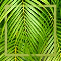 Square tropical frame. Nature green concept banner. Palm tree close up leaf. Summer holiday poster.