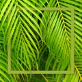 Square tropical frame. Nature green concept banner. Palm tree close up leaf. Summer holiday poster.