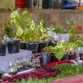 Square Variety of lush potted plants and flowers at the garden of a home