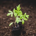 Square, young tomato seedling plant standing on the ground Royalty Free Stock Photo