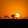 Squared image of a beautiful African sunset in the Serengeti Park savannah plains, Tanzania, Africa Royalty Free Stock Photo