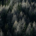 Squared image of a beautiful Alpine coniferous forest